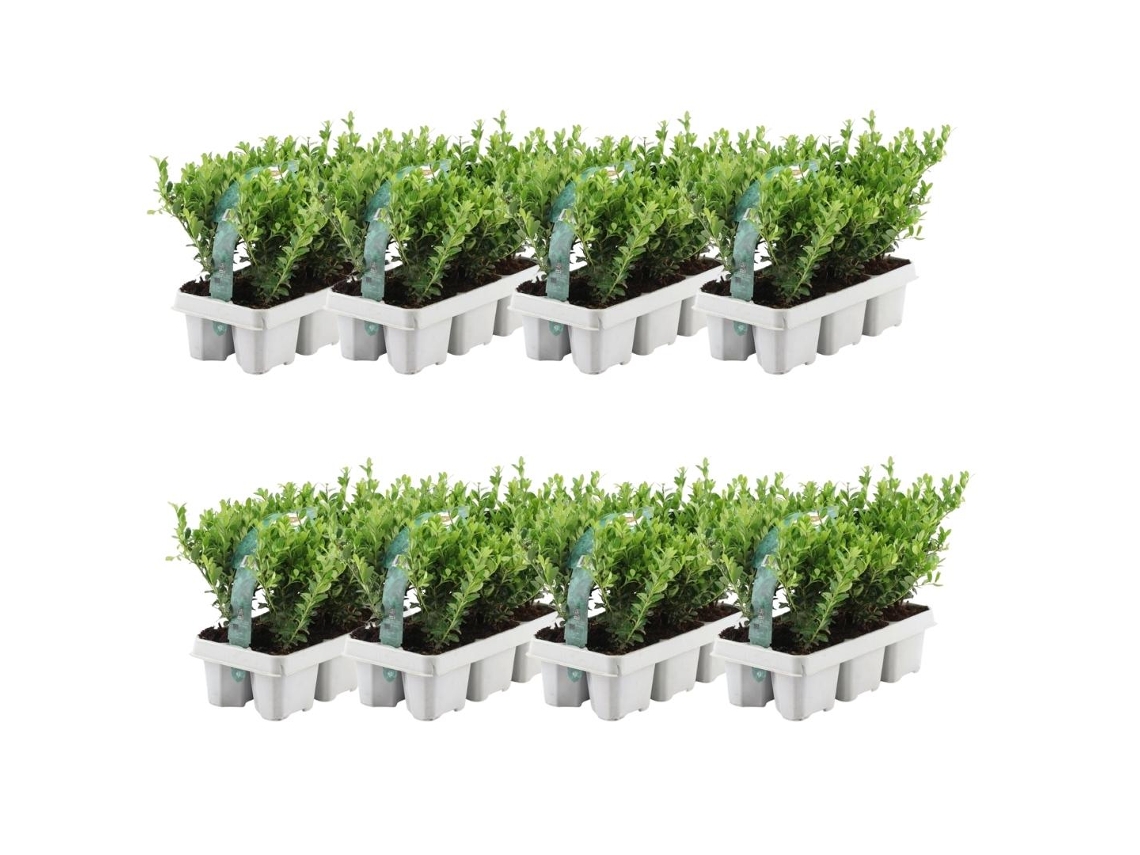 48 Azevinho | Plantas de sebe resistentes | 48 x Ø7 cm - 15 cm Ilex crenata Jenny | Plantas de sebe | Substituição de buxo