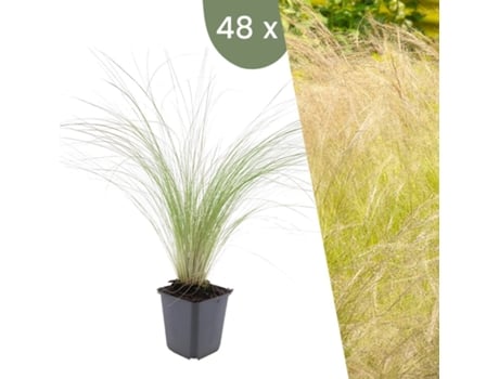 | 48 Plantas De Grama De Penas | Stipa Tenuissima Ponytails | Cobertura Do Solo Hardy | Perenes Hardy | Plantas De Jardim Hardy Plants By Frank