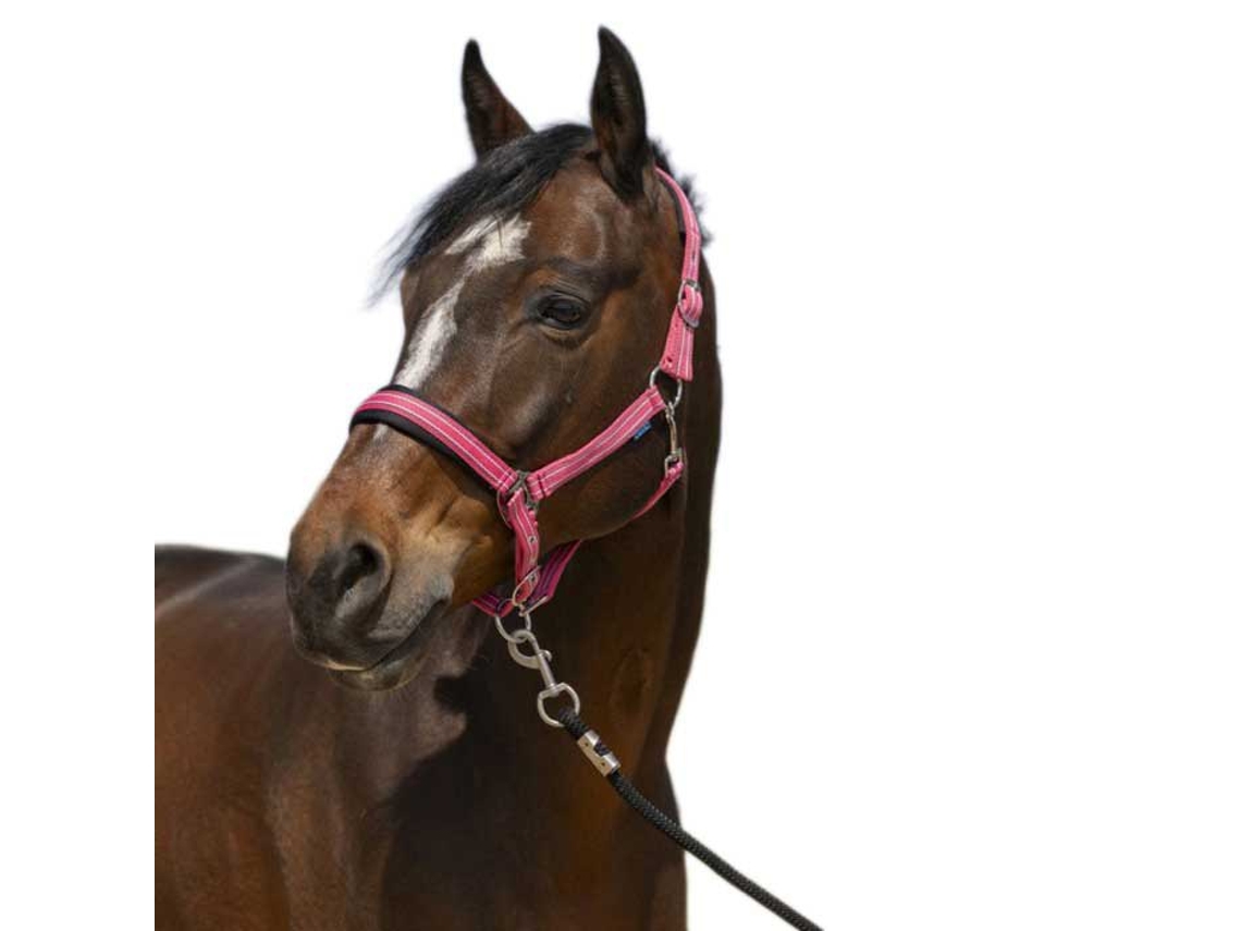 Cabeçada 4Lines Rosa Cobnorton Equestrian