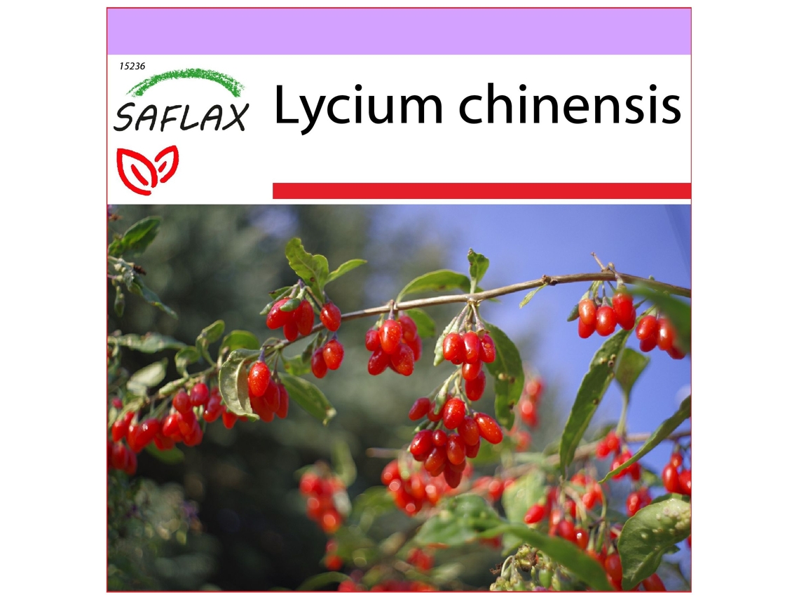 SAFLAX Goji Berry Lycium Chinensis 200 Sementes