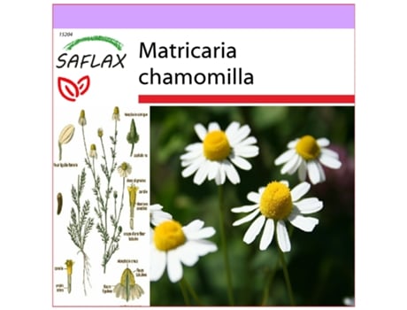 SAFLAX Camomila Verdadeira Matricaria Chamomilla 300 Sementes