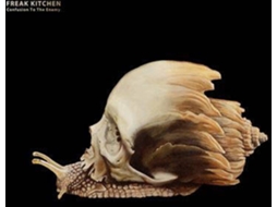 Vinil Freak Kitchen - Confusion Species (1CDs)