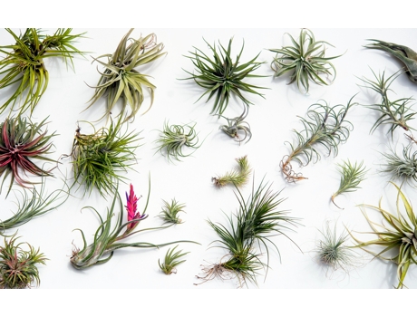Air Plants PLANT IN A BOX Tillandsia Conjunto de 24 Pote 5Cm Altura 5-15Cm