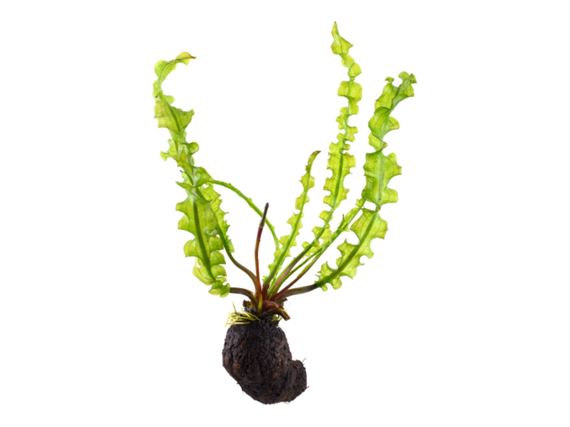 Aponogeton Longiplumulosus