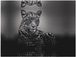 Manta de Flanela Macia e Quente com Estampa Leopardo 127 X 101 Cm, Macio, Quente, Ideal para Quarto e Sala D