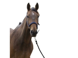Cabeçada Satine Azul Shetlandnorton Equestrian
