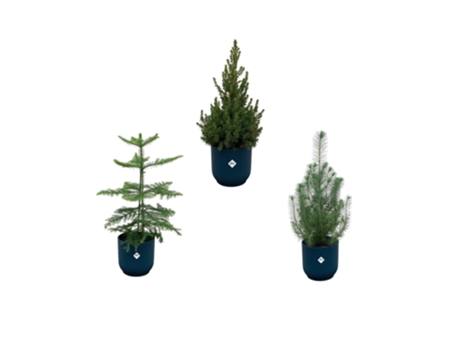 Pacote de Natal Araucaria Sala Pinus Picea Incluindo Maconha Elho 3 Peças 50 Cm EVERSPRING