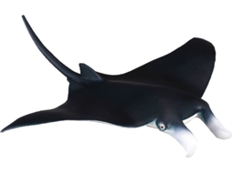 Figura COLLECTA raio de Manta