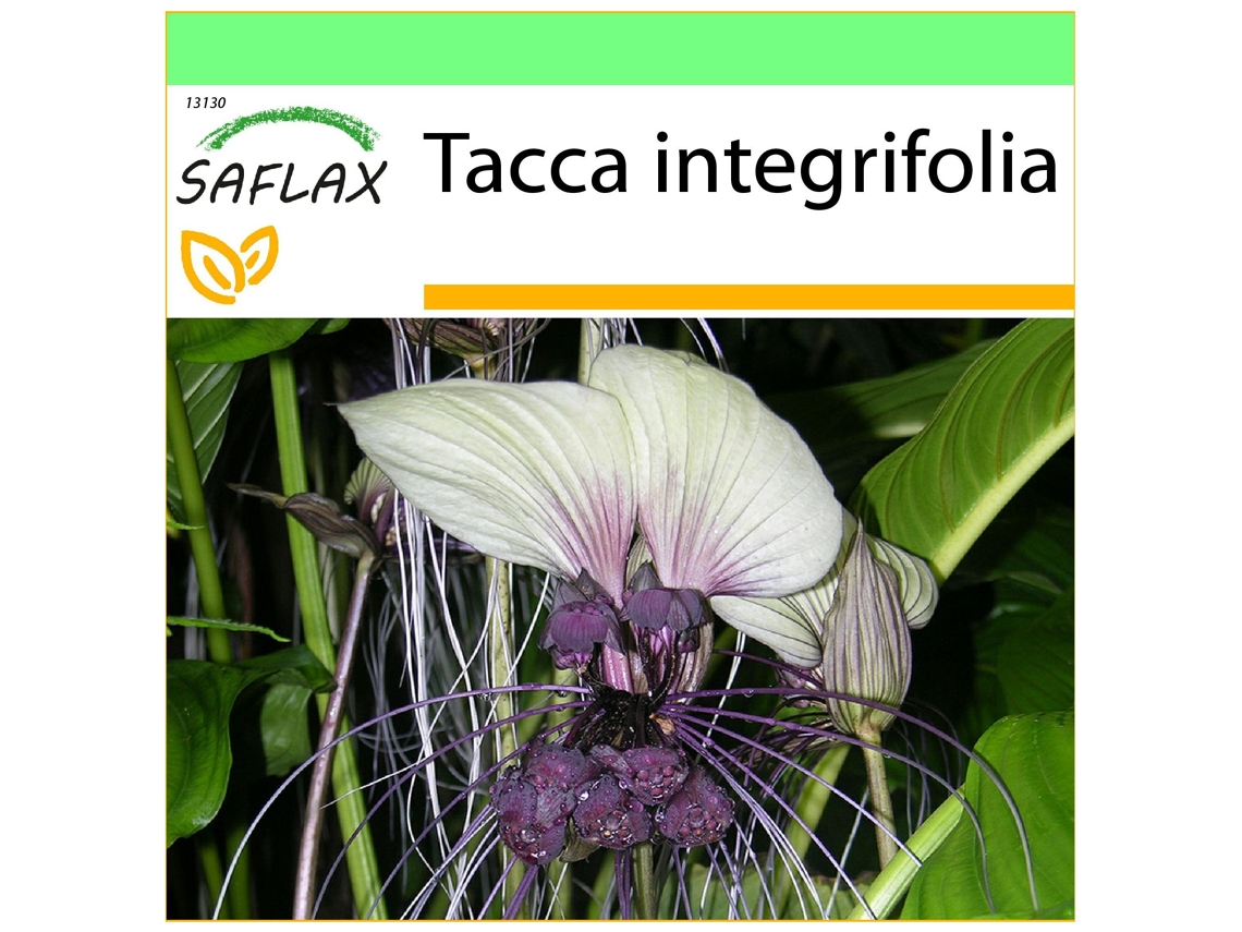SAFLAX Garden To Go Flor de Morcego Branca Tacca Integrifolia 10 Sementes com Vaso Tampa Climática e Substrato de Cultivo