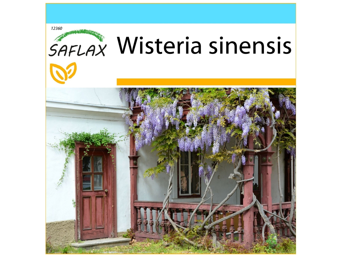 SAFLAX Conjunto de Presente Glicínias Wisteria Sinensis 4 Sementes com Caixa de Presente Etiqueta de Envio Vale-Presente e Meio de Cultivo