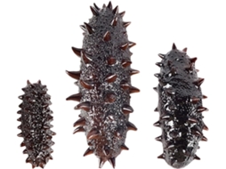 Conjunto de 3 Peças de Pepinos do mar Artificiais CHABERLU