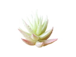 Laxiscreed Planta Suculenta Decorativa Com Espinhos Para Diy De Flores De Plástico Mm384