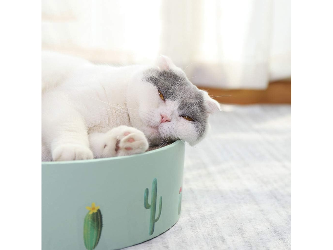 Raspador gato 2025