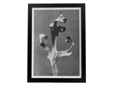 Perda Preta E Preta Piso 52. Pósters Com Ilustrações De Flores E Plantas Em Tons Cinzentos. Sem Quadro