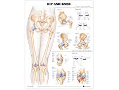Livro Hip and Knee Anatomical Chart de Anatomical Chart Company (Inglês)