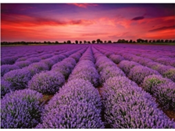 Quebra-cabeça De 1000 Peças Com Flores De Lavanda E Campo De Lavanda Da Provença, Quebra-cabeça De Paisagem Da França (roxo)