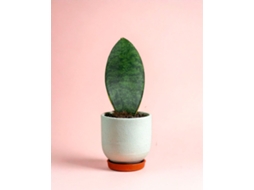 Sansevieria Trifasciata Victoria M | Planta Natural Resistente De Interior | Vaso Ø6 Cm | Pur Plant