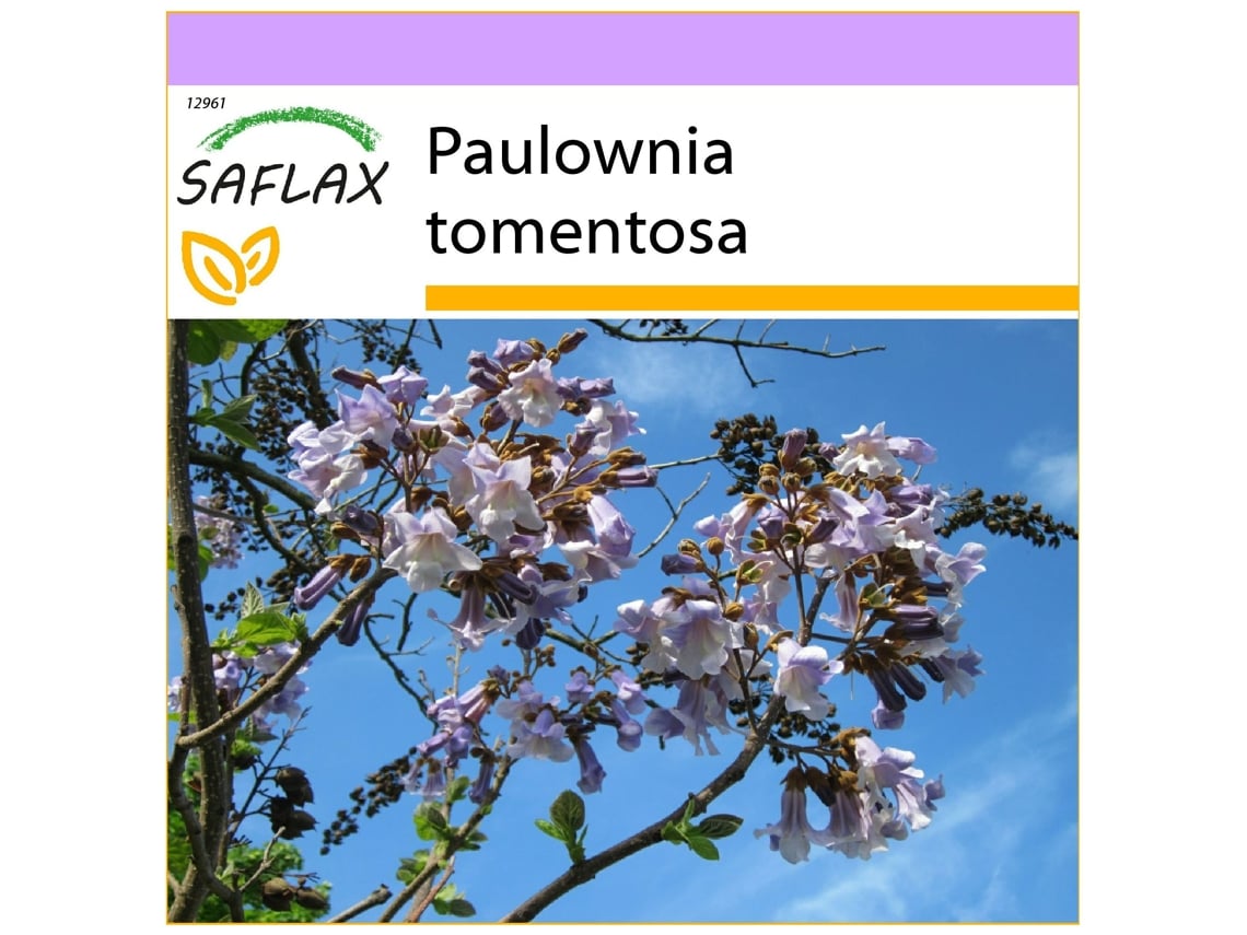 SAFLAX Árvore de Campainha Paulownia Tomentosa 200 Sementes