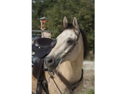 Refrear 1 Ear Verdewestride