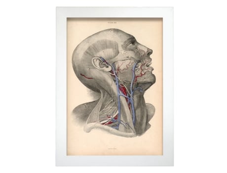 Pôster De Dissecção Da Cabeça De NACNIC Ilustrações Decorativas De Anatomia E Medicina Em Estilo Vintage Tamanho A3 Sem Quadro