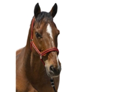 Cabeçada Satine Vermelho Fullnorton Equestrian