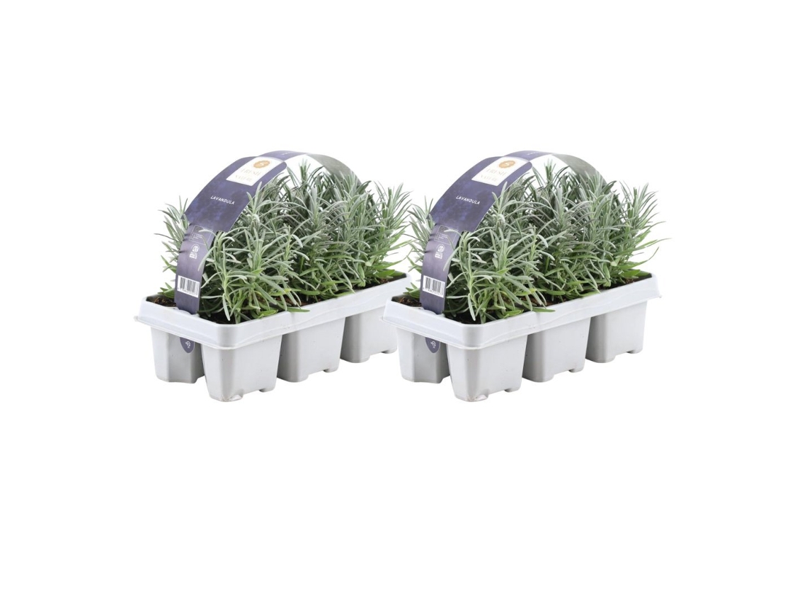 Lavanda azul 12 Lavanda angustifolia - plantas de lavanda resistentes - lavanda verdadeira - plantas de jardim - 12 x Ø7 cm - 15 cm
