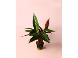 Stromanthe Sanguinea M | Planta Natural Tropical Colorida | Vaso Ø14 Cm Aprox. | Pur Plant