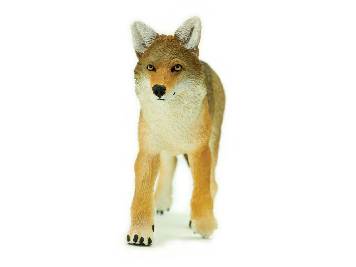 SAFARI Coyote