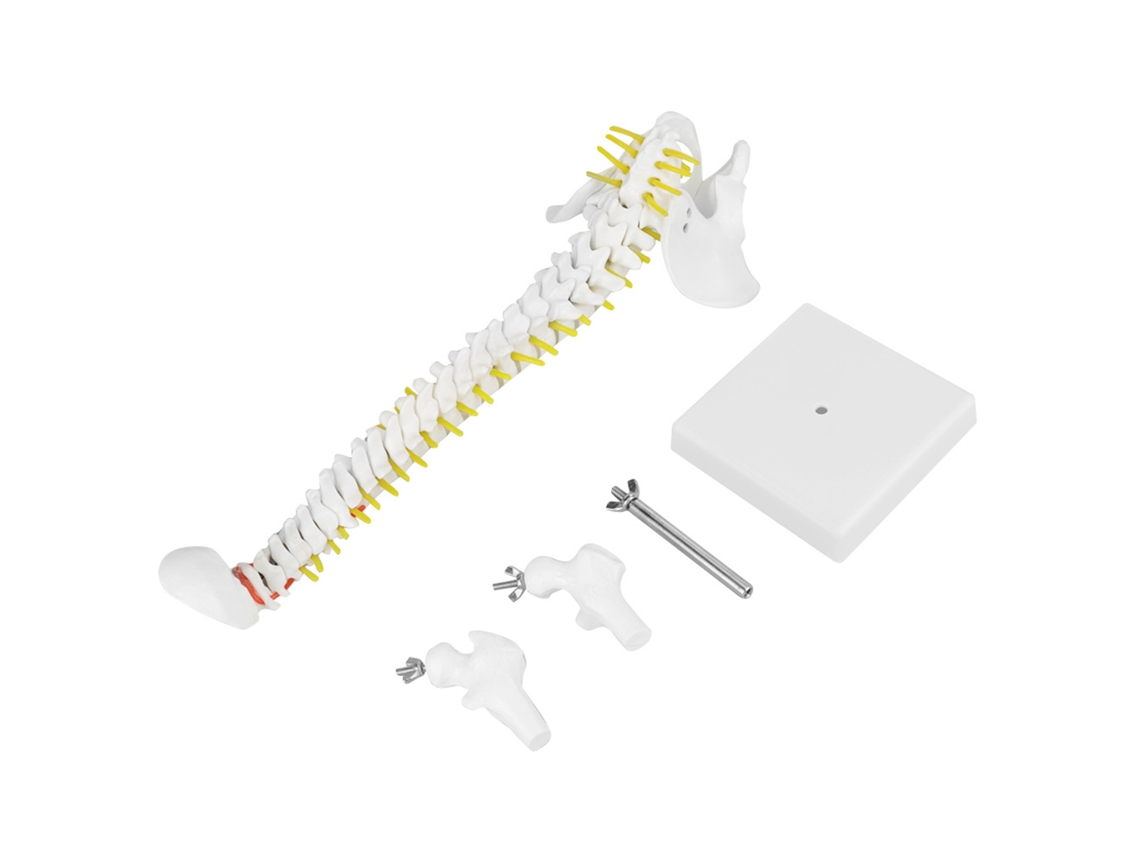 Coluna Vertebral Humana YURU, Flexível, Removível, 38cm, Estudo de Anatomia