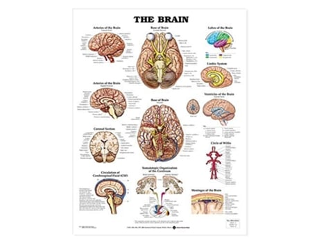 Livro Brain Anatomical Chart de Anatomical-Chart-Company (Inglês)