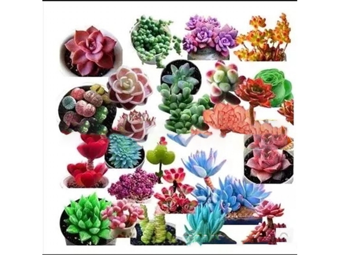 Sementes de suculentas Primerox, 100 unidades, crescimento rápido, fleshy, para jardim, balcão, bonsai