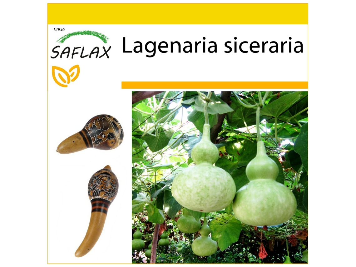 SAFLAX Conjunto de Cultivo Cabaça Gigante Africana Lagenaria Siceraria 15 Sementes com Mini Estufa Substrato de Cultivo e 2 Vasos