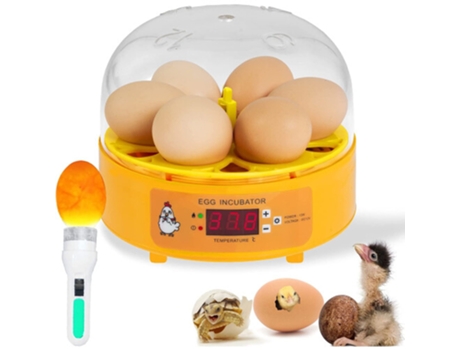 Incubadoras De Ovos Zsanfs