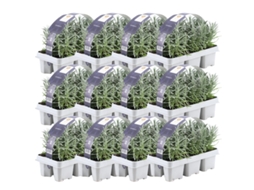 Lavanda azul perfumada 72 Lavanda angustifolia - plantas de lavanda resistentes - lavanda verdadeira - plantas de jardim - 72 x Ø7 cm - 15 cm