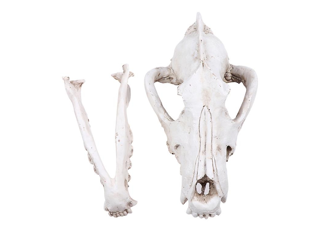Decoração de Caveira de Lobo ALLINLESS