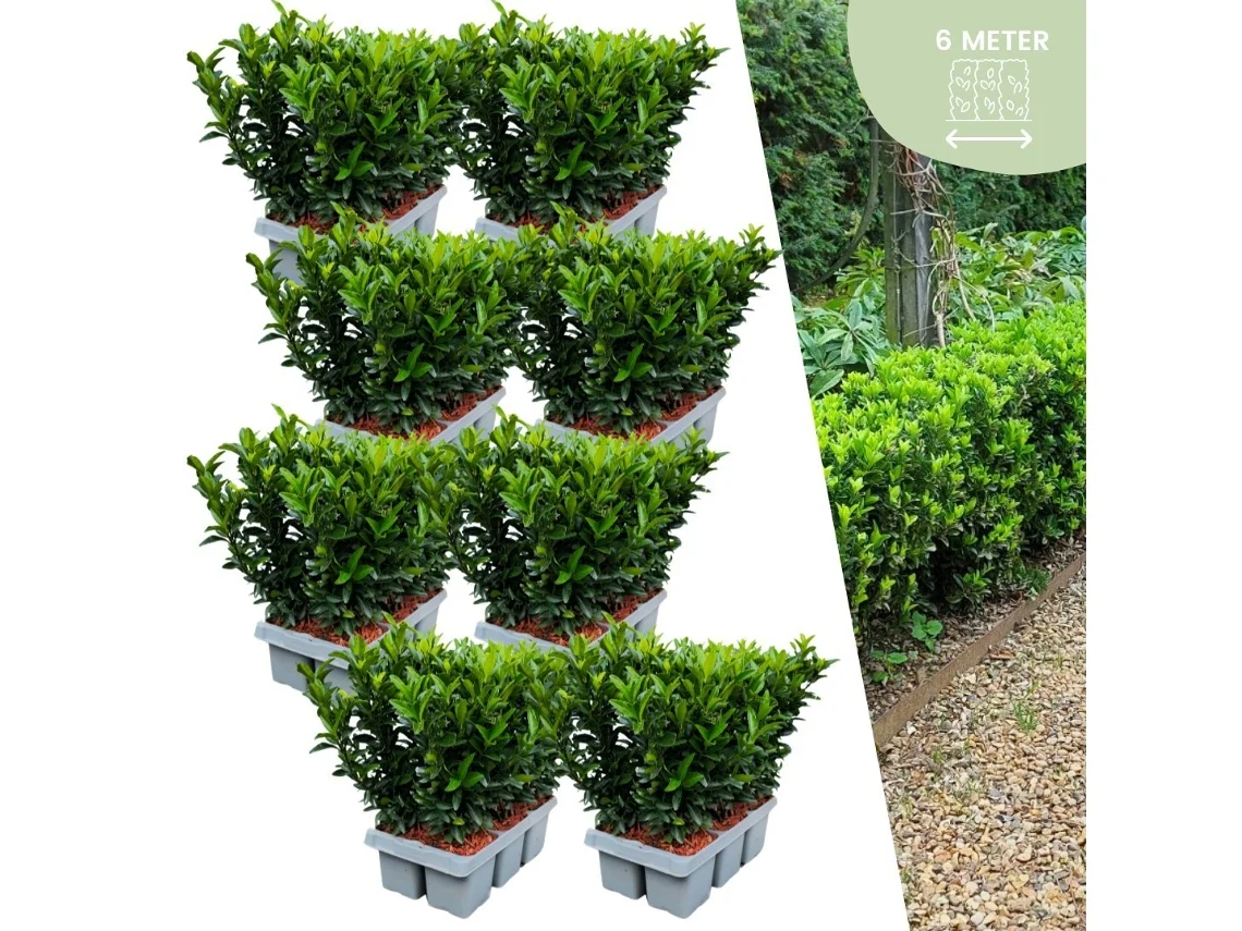 48 plantas de sebe de fuso verde | Euonymus japonicus Green Spire | substituição de buxo | plantas de sebe resistentes