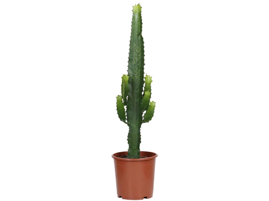 Planta Natural BIOMAPLANTS Euphorbia Acrurensis (50-60 cm - Vaso 17 cm)