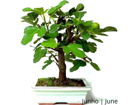 Figueira Bonsai LUSO-BONSAI  de 9 anos