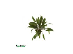 Cryptocoryne Species Brown