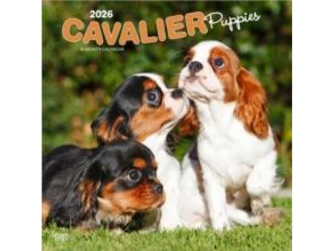 Livro Cavalier King Charles Spaniel Puppies 2026 Square Flap Calendar de BrownTrout Books (Inglês)