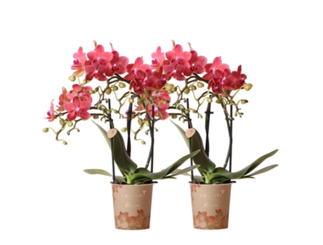 Orquídeas Beija-Flor Combi Deal de 2 Orquídeas Phalaenopsis Vermelhas Congo Tamanho Do Vaso 9Cm Frescas Do Produtor KOLIBRI ORCHIDS