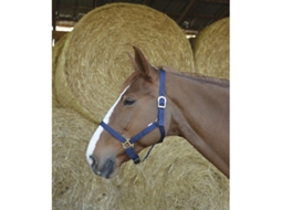 Cabresto de cavalo Riding World