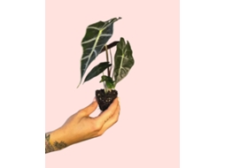 Alocasia Amazónica | Planta Natural Tropical De Interior Exótica E Resistente | Pur Plant