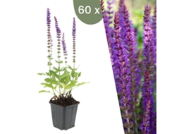 | 60 Plantas De Sálvia | Salvia Nemorosa Ostfriesland | Cobertura Do Solo Hardy | Perenes Hardy | Plantas De Jardim Hardy Plants By Frank