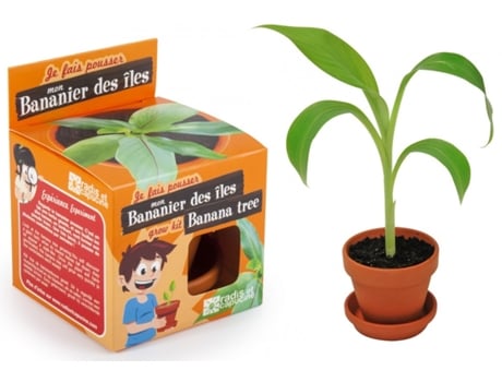 Jogo de Tabuleiro RADIS ET CAPUCINE I Grow My Banana Tree (4 Anos)
