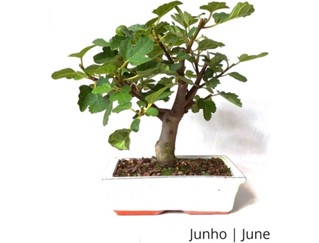 Figueira Bonsai LUSO-BONSAI  de 12anos