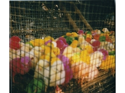 CD Grounders - Grounders