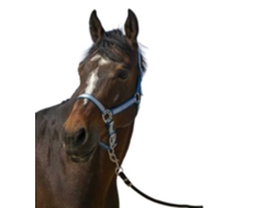 Cabeçada Nylon Soft Verde Fullnorton Equestrian