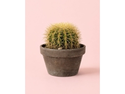 Cacto assento de sogra Echinocactus Grusonii, vaso Ø15cm PUR PLANT