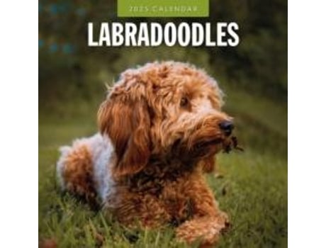 Livro Labradoodles 2025 Square Wall Calendar de Red Robin (Inglês)